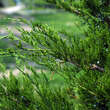 Juniperus virginiana 'Canaertii': Bild 3/4