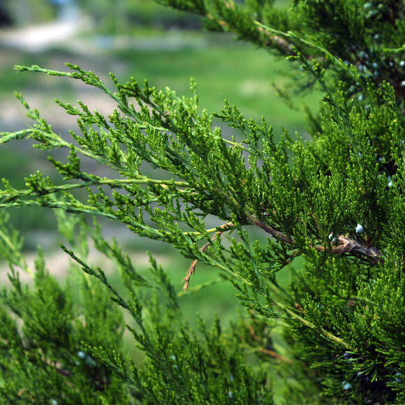 Juniperus virginiana 'Canaertii': Bild 2/5 Juniperus virginiana 'Canaertii': Bild 2/5