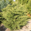 Juniperus chinensis 'Kuriwao Gold': Bild 2/2