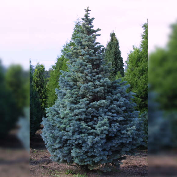 Abies lasiocarpa 'Compacta': Bild 3/3 Abies lasiocarpa 'Compacta': Bild 3/3