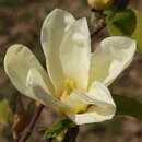 Gelbe Magnolie - Magnolia 'Elizabeth'