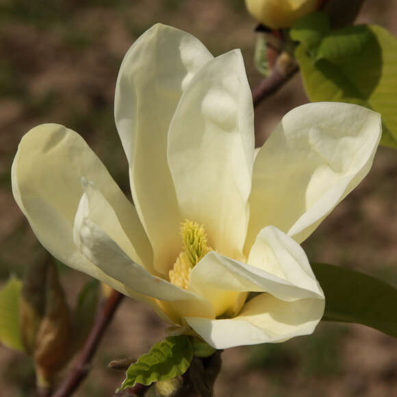 Magnolia 'Elizabeth': Bild 1/7 Magnolia 'Elizabeth': Bild 1/7