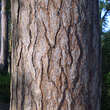 Pinus nigra austriaca: Bild 3/3