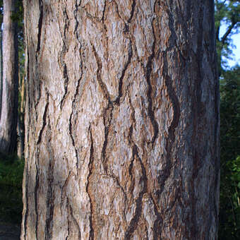 Pinus nigra austriaca: Bild 3/11