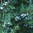 Juniperus v. 'Pyramidalis Glauca': Bild 2/2
