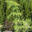 Cedrus deodara 'Golden Horizon': Bild 3/4