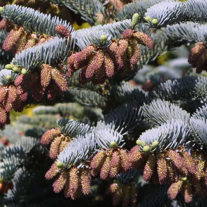 Blaue Edeltanne - Abies procera 'Glauca'
