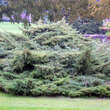 Juniperus virginiana 'Hetz': Bild 2/3