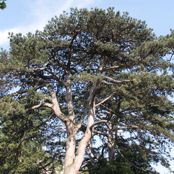 Pinus nigra austriaca: Bild 9/11