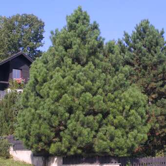 Pinus nigra austriaca: Bild 8/11
