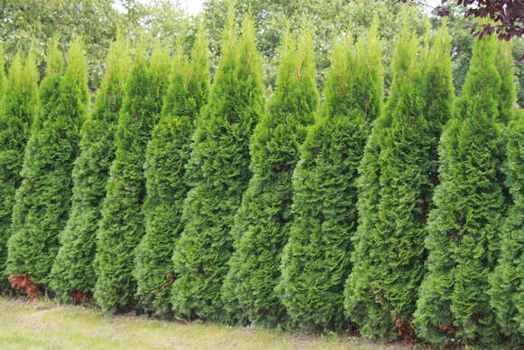 Thuja occidentalis 'Smaragd': Bild 2/11 Thuja occidentalis 'Smaragd': Bild 2/11