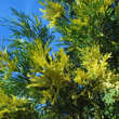 Calocedrus decurrens 'Aureovariegata': Bild 2/4