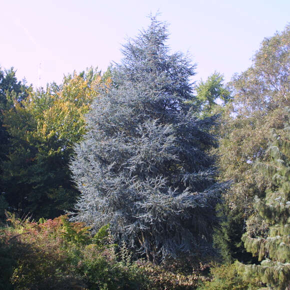 Cedrus libani 'Glauca': Bild 10/13 Cedrus libani 'Glauca': Bild 10/13