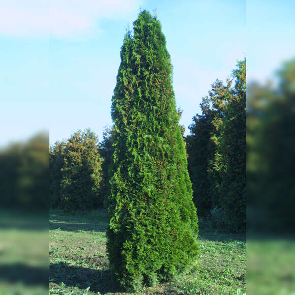 Thuja occidentalis 'Smaragd': Bild 11/11 Thuja occidentalis 'Smaragd': Bild 11/11