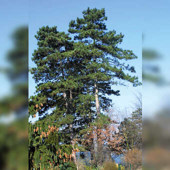 Pinus nigra austriaca: Bild 11/11