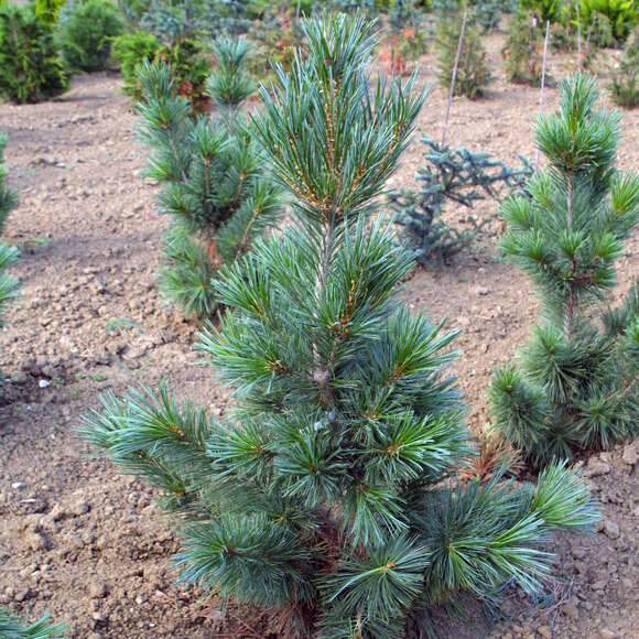 Pinus wallichiana 'Densa': Bild 1/1 Pinus wallichiana 'Densa': Bild 1/1