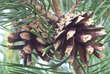 Pinus sylvestris: Bild 2/2