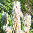 Pinus heldreichii 'Compact Gem': Bild 2/4