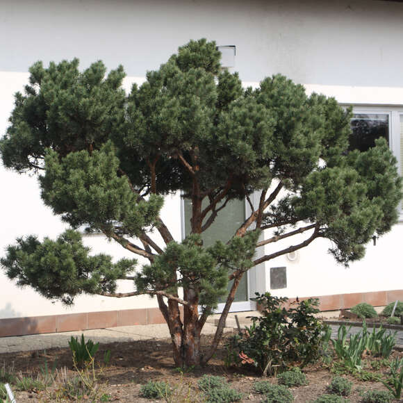 Pinus sylvestris 'Watereri': Bild 2/5 Pinus sylvestris 'Watereri': Bild 2/5