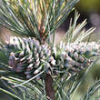 Pinus koraiensis 'Silveray': Bild 2/2