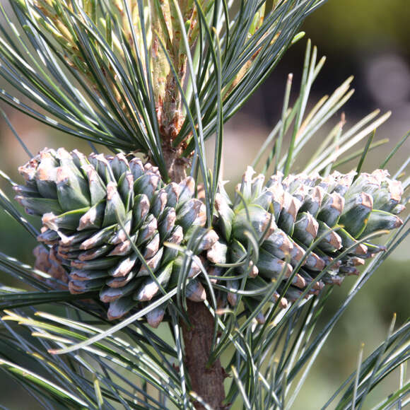 Pinus koraiensis 'Silveray': Bild 2/2 Pinus koraiensis 'Silveray': Bild 2/2