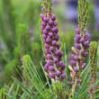 Pinus densiflora 'Umbraculifera': Bild 3/5