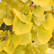 Ginkgo biloba 'Autumn Gold': Bild 2/5