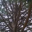 Sequoiadendron giganteum: Bild 5/7