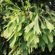 Ginkgo biloba 'Saratoga': Bild 2/5