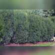 Taxus media 'Straight Hedge': Bild 2/3