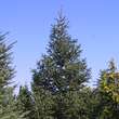 Abies pinsapo: Bild 7/7