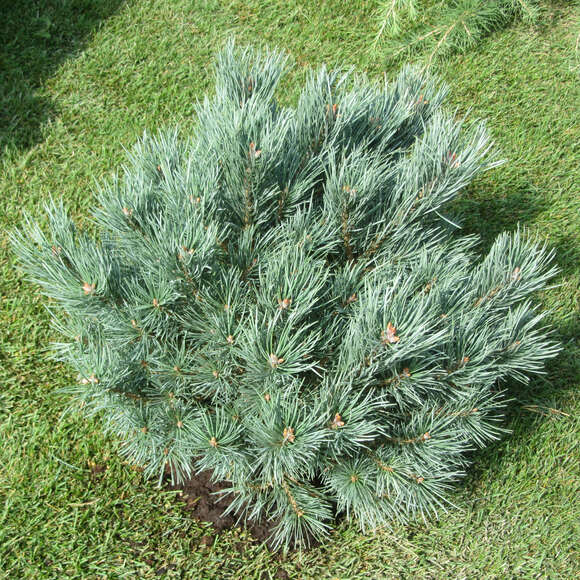 Pinus sylvestris 'Watereri': Bild 3/5 Pinus sylvestris 'Watereri': Bild 3/5