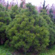 Pinus nigra 'Nana': Bild 3/4