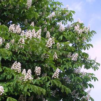 Aesculus hippocastanum