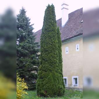 Smaragd-Sulenthuje (Thuja occidentalis 'Smaragd') grn kaufen | Praskac