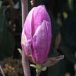 Magnolia soulangeana 'Alexandrina': Bild 2/5
