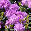 Rhododendron 'Catawbiense Grandiflorum': Bild 3/5