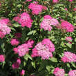 Spiraea japonica 'Ruberrima': Bild 3/4