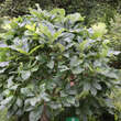 Quercus pontica: Bild 6/6