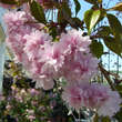Prunus serr. 'Kiku-shidare-zakura': Bild 2/3