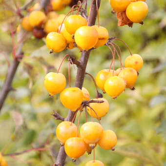 Malus 'Golden Hornet': Bild 7/8