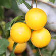 Prunus domestica insititia: Bild 4/9