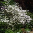 Cornus florida: Bild 6/7