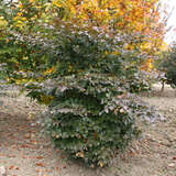 Fagus sylvatica 'Tortuosa Purpurea' - Rotblättrige Schlangenbuche