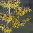 Hamamelis intermedia 'Pallida': Bild 4/6