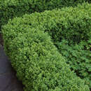 Buxus sempervirens 'Blauer Heinz' - Zwergbuchs