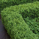 Buxus sempervirens 'Blauer Heinz' - Zwergbuchs