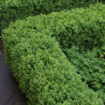 Buxus sempervirens 'Blauer Heinz'