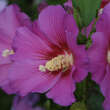 Hibiscus syriacus 'Vinorosso': Bild 3/3
