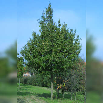 Acer campestre 'Elsrijk': Bild 7/7